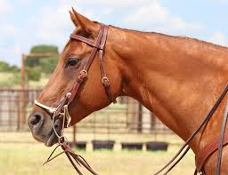 Beranda / sidepull western kaltblut / linda tellington jones lindel. Chuck Frasier Sidepull Helps Prevent Dropped Shoulders Dennis Moreland