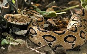 The Russell S Viper Daboia Russelii Is One Of The Most Dangerous Snakes In All Of Asia Accounting For Thousands Of Deaths Each Year Snake Viper Snake Viper