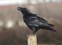 Birds Native To Pennsylvania Pin By Jen Whatsittoya On My Birding American Crow Crow Flying Species