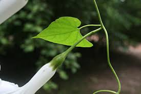 Image result for Ipomoea shupangensis