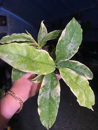 Image result for hoya multiflora