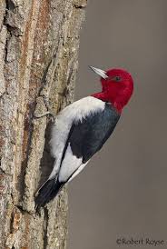 Birds With Red On Their Heads Red Headed Woodpecker Is Another Favorite Of Mine Their Heads Are Glorious With Images Woodpecker Birds Bird Photography
