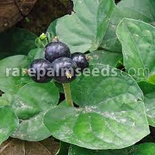 Image result for Geophila repens