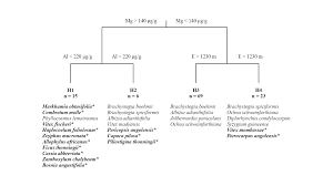 Image result for Vitex mombassae