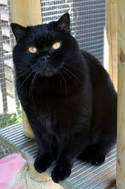Black is one of many color possibilities for the british shorthair, which has an adorably rounded, almost pudgy appearance, with entrancing gold or copper eyes (per the breed standard with a black coat). Black British Shorthair Cats Pets Photos British Shorthair Cats Cats British Shorthair