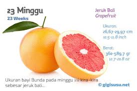 Hamil 11 minggu, bagaimana perkembangan janin sejauh ini? Janin 7 Bulan Sebesar Buah Apa Info Lif Co Id