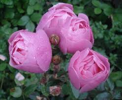 We did not find results for: Bow Bells 4 Best Smelling Flowers Smelling Flowers David Austin Roses