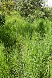 Image result for Digitaria gazensis