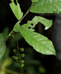 Image result for Thecacoris