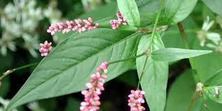 Simak cara merawat tanaman yang baik agar tanamanmu tidak mudah layu! Cerita Dibalik Daun Kesum Yang Wajib Pada Menu Bubur Pedas