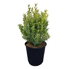 Check spelling or type a new query. Get Green Mountain Boxwood In 2 Pot In Mi At English Gardens Nurseries Serving Clinton Township Dearborn Heights Eastpointe Royal Oak West Bloomfield And The Plymouth Ann Arbor Michigan Areas