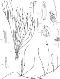 Image result for Schoenoplectus muriculatus