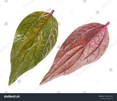 Image result for Pouzolzia parasitica