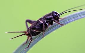 In older literature, such as imms, crickets were placed at the family level (i.e. Blog How Dangerous Is It To Have Crickets In My Aiken Home