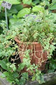 Image result for Withania