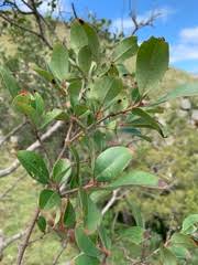 Image result for Olinia rochetiana