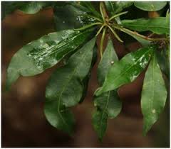 Image result for Olea chimanimani