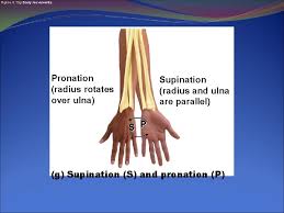 The most stronger muscle in your body is your leg muscle because it holed everithing in your body. Muscle Movements Types And Names Pages 196 203