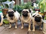 Top 100+ Pug Names for 2020 [Male & Female] | The Dogs Journal