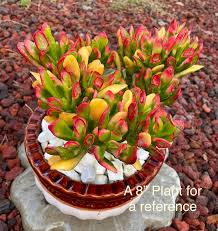Image result for Crassula zombensis
