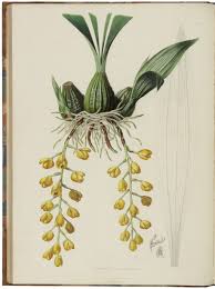 Image result for Orchidaceae