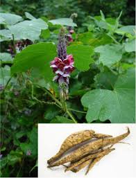 Image result for Pueraria