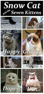 Pin By Jessica Hodges On Grumpy Cat Grumpy Cat Crazy Cats Cute Animals
