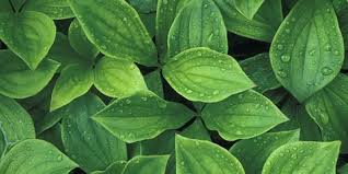 Are leaves good for your garden. Things Your Plant Leaves Are Trying To Tell You Plant Leaf Conditions