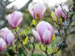 Trees grasses mosses shrubs vines wildflowers. 20 Best Trees For Small Gardens Bbc Gardeners World Magazine