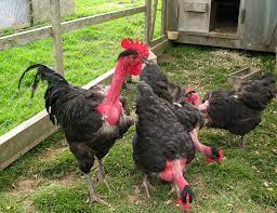 We did not find results for: Why Transylvanian Chickens Have Naked Necks