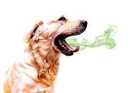 kopeklerin agiz kokusu nasil giderilir kopekler vetrehberi