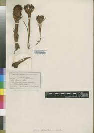 Image result for Disa hircicornis