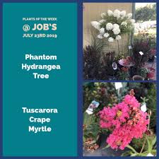 All hydrangea plants need irrigation in the summer, especially if they are planted in a full sun location. Plants Of The Week For July 23rd 2019 Job S Nursery Llc