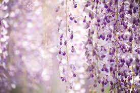 144岁紫藤花开就像身处科幻梦中世界 wisteria spring flowers flowers photography