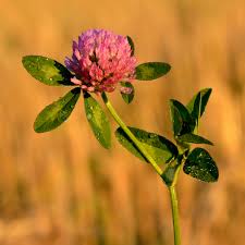Image result for Trifolium
