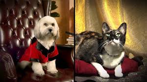 Officials say once the cats have been medically. Adopt An Interesting Shelter Pet From Miami Dade Animal Services Youtube