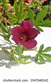 Image result for Hibiscus cannabinus