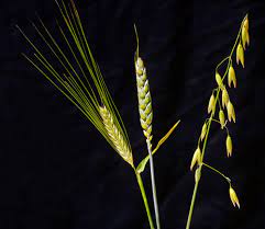 Barley Wheat And Oats Arable Farming Te Ara Encyclopedia Of New Zealand