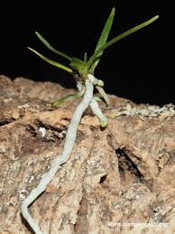Image result for Angraecum cultriforme