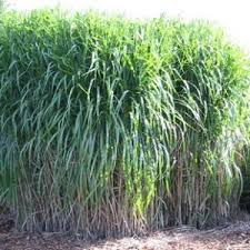 Miscanthus Giganteus Vivaces Permaculture Pepiniere De Plante