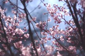 Papel De Parede Ramo Rosa Primavera Ceu Flor De Cerejeira Arvore Galho Plantar Flor Flora Luz Solar Prunus Papel De Parede Do Computador Petala 4288x2848 891131 Papel De Parede Para Pc Wallhere Dessa forma, o papel de parede animado e uma opcao divertida e que sai do senso comum de um papel de parede estatico. papel de parede ramo rosa primavera