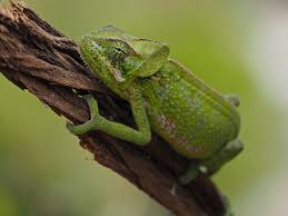 Image result for Stereochlaena cameronii