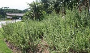 Image result for Dyschoriste albiflora