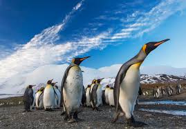 Emperor penguins are the tallest of penguins at a height of 120cm. Penguins And Team Work