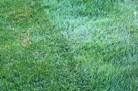 Widerstandskraft des rasens wird gestärkt. Rasen Im Herbst Dungen Tipps Fur Herbstrasendunger Gartendialog De