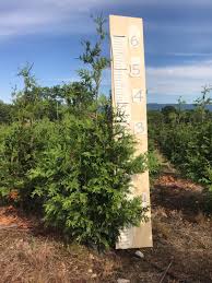 Lives up to its name, reaching 50 feet at maturity! Thuja Green Giant 6 To 7 Feet Living Fence Trees At Little Mountain View Farm
