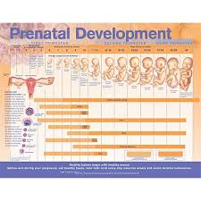Prenatal Development Chart Laminated