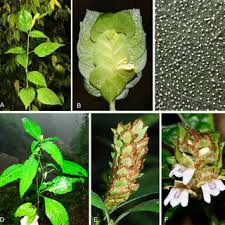 Image result for Anisotes pubinervius