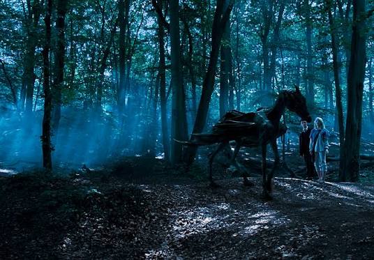 Mysterious dark forest shrouded in fog