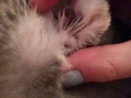 If irritation or reaction occurs, discontinue use. Cat Skin Tag Thecatsite